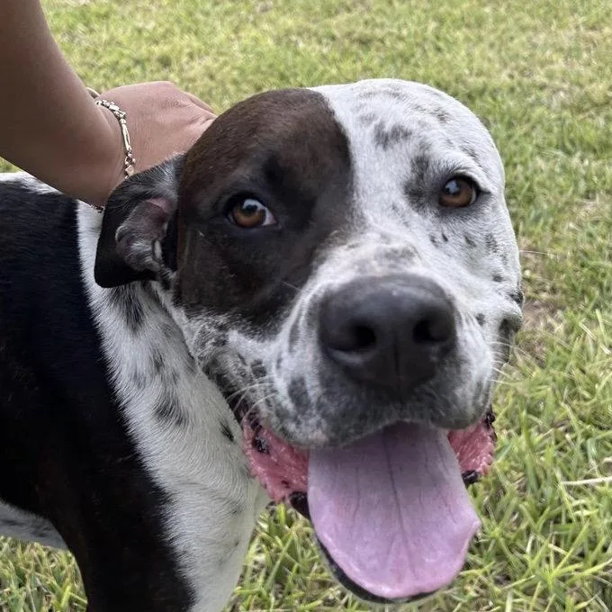 A young large-sized male Pointer dog named Inky for adoption in Fort Pierce, FL