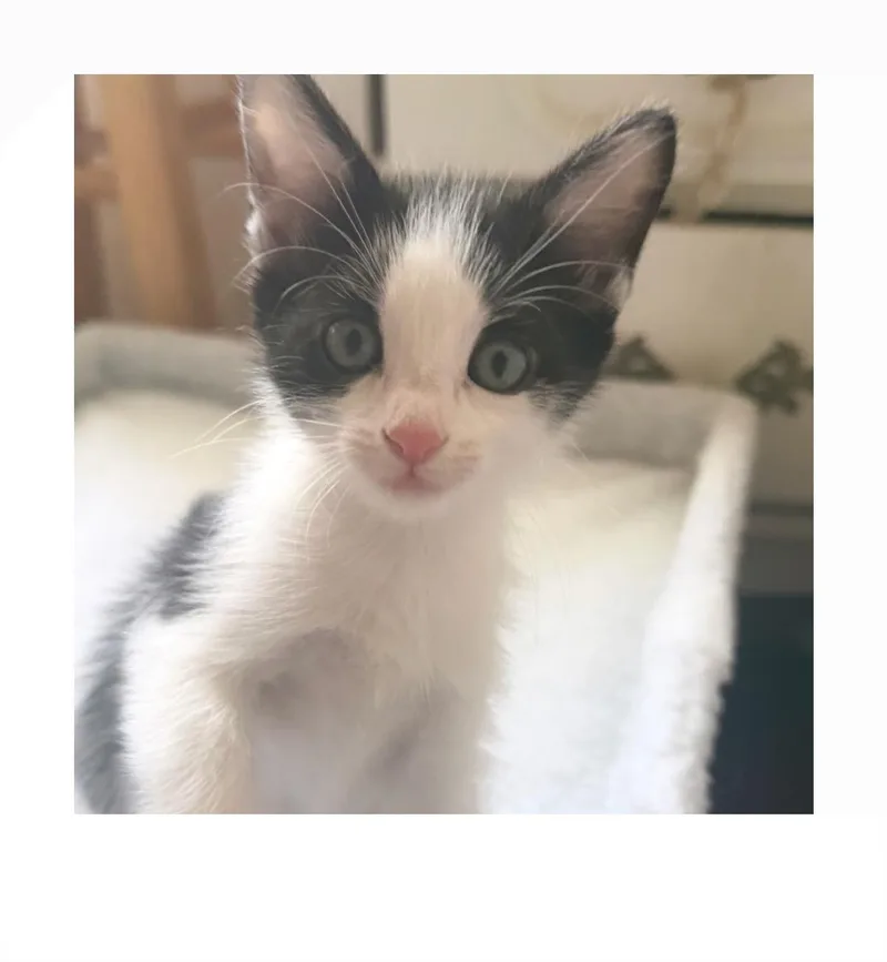 A baby small-sized female White Domestic Short Hair cat named Lucky for adoption in San Pedro, CA