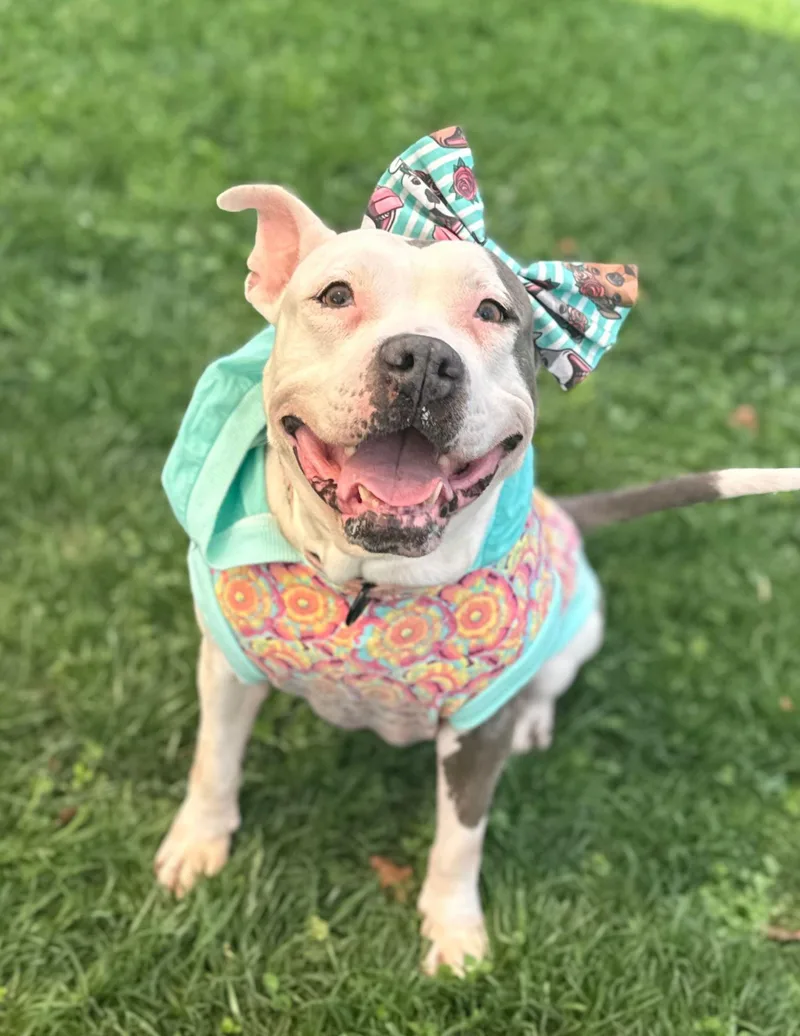 A senior medium-sized female Pit Bull Terrier dog named Lavender for adoption in Baldwin, MD