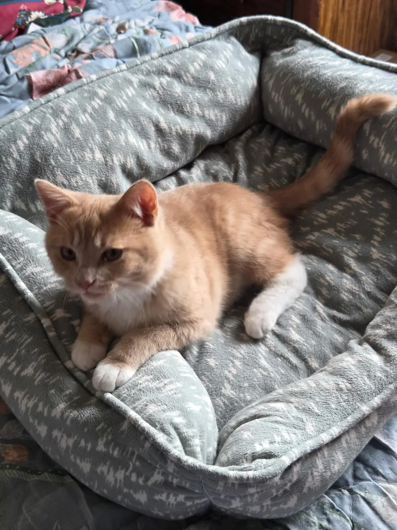 A baby medium-sized male Domestic Short Hair cat named Ginger for adoption in Jeffersonville, IN
