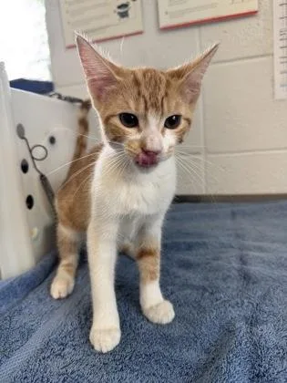 A baby small-sized female Domestic Short Hair cat named Nyx for adoption in Port Allen, LA