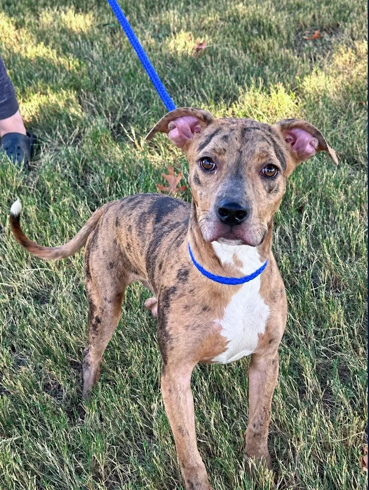 A baby medium-sized male Merle (Blue) Catahoula Leopard Dog dog named Freckles for adoption in Horn Lake, MS