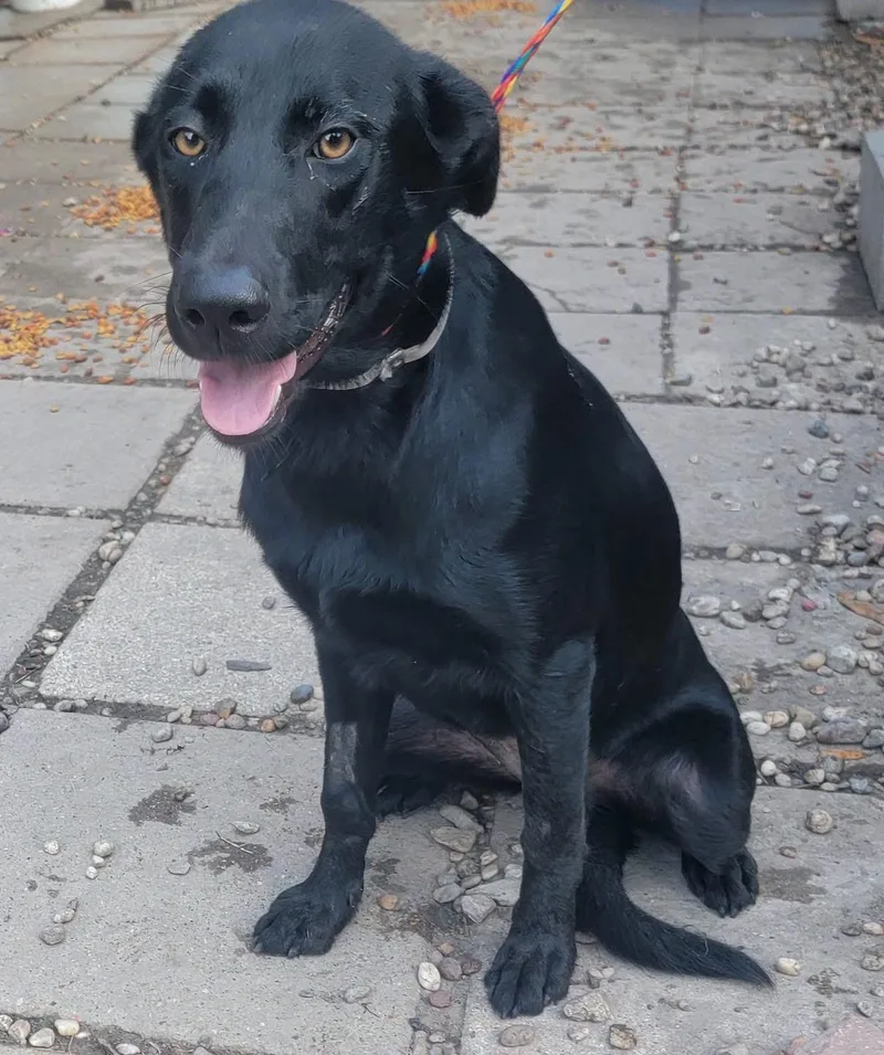 A baby large-sized female Black Labrador Retriever dog named Indy for adoption in New Rochelle, NY