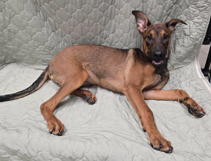 A baby large-sized male Belgian Shepherd / Malinois dog named Bodhi for adoption in Frankfort, IN