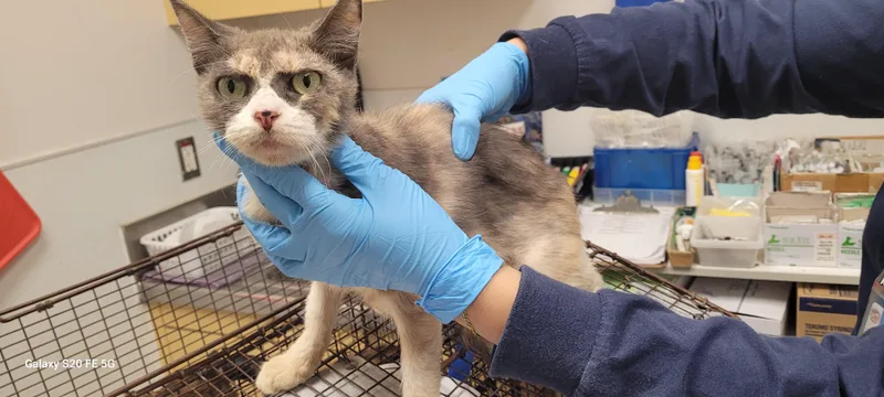 An adult small-sized female Domestic Short Hair cat named Abba for adoption in Los Angeles, CA