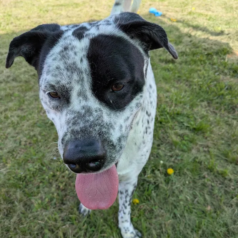 An adult large-sized female White / Cream Mixed Breed dog named Barbie for adoption in Rocky Mount, VA