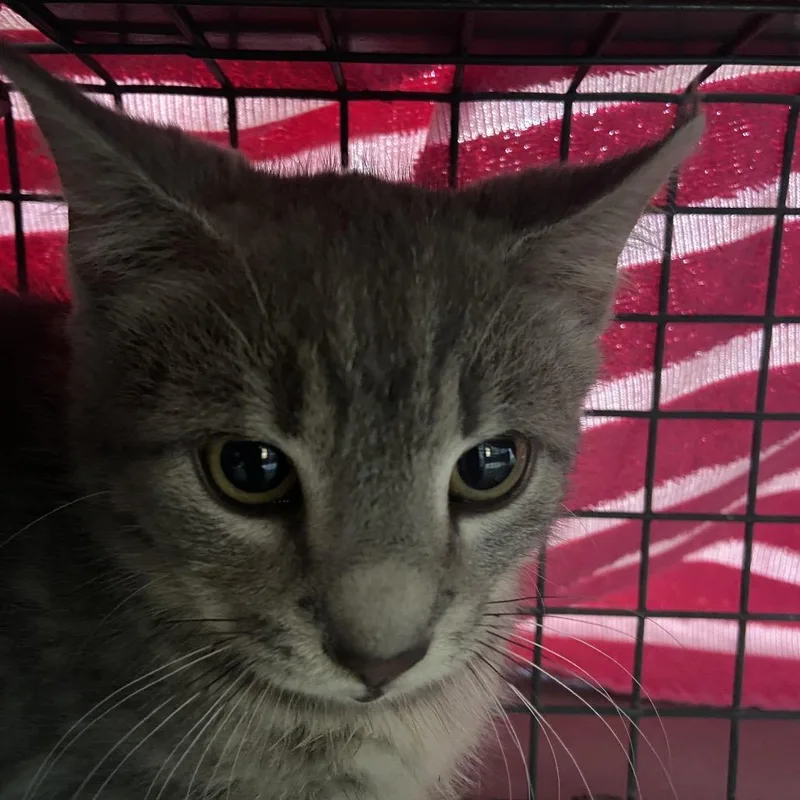 A baby small-sized male Gray / Blue / Silver Domestic Short Hair cat named Clark for adoption in Chattanooga, TN