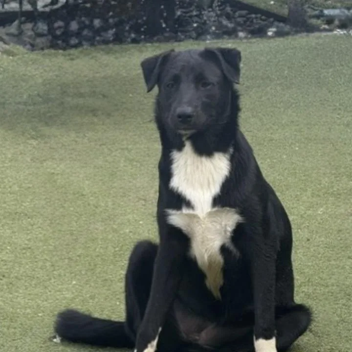 A baby medium-sized female Labrador Retriever dog named Twinkle for adoption in Norwalk, CT