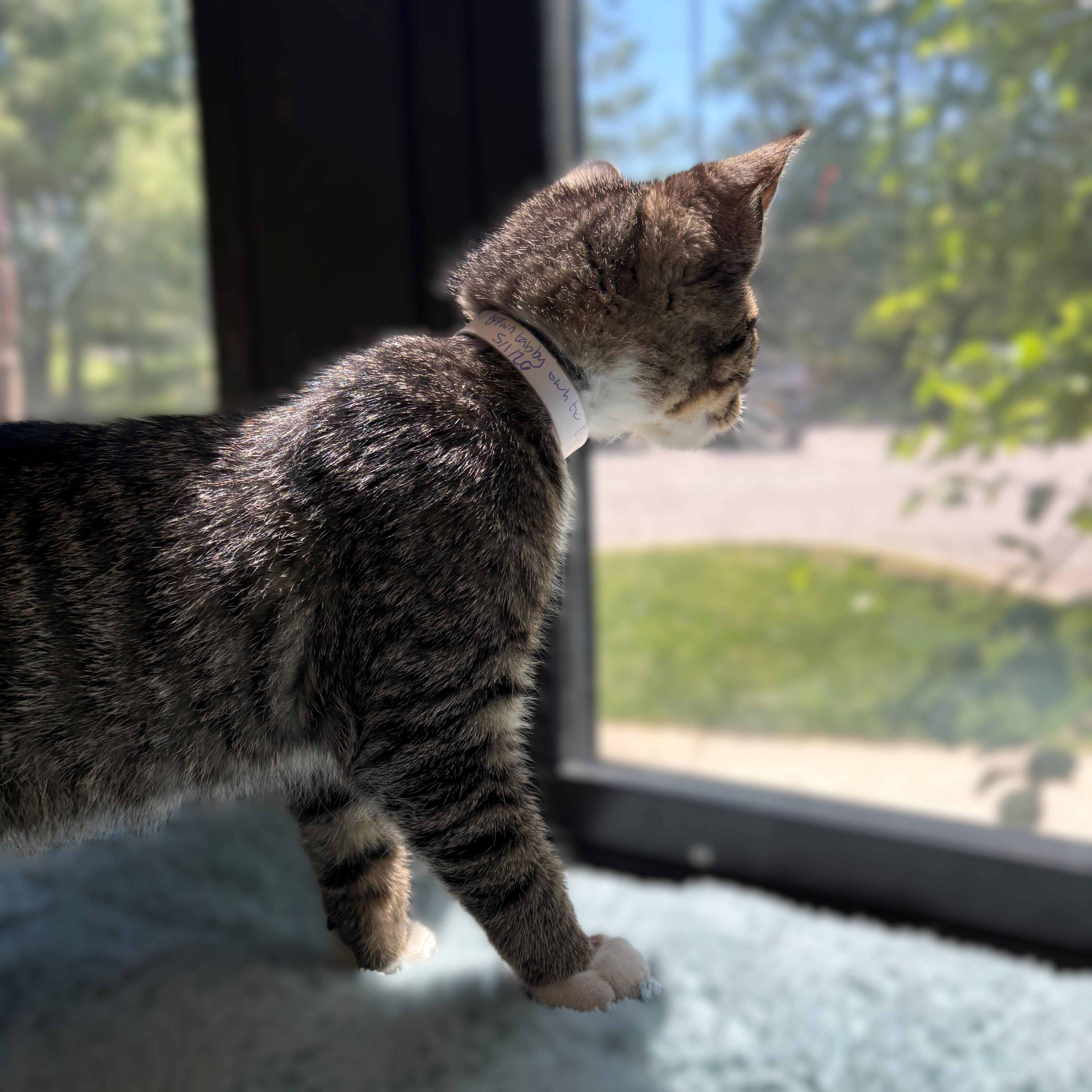 A baby medium-sized male Tabby (Brown / Chocolate) Domestic Short Hair cat named Ozzy for adoption in Columbia, MD