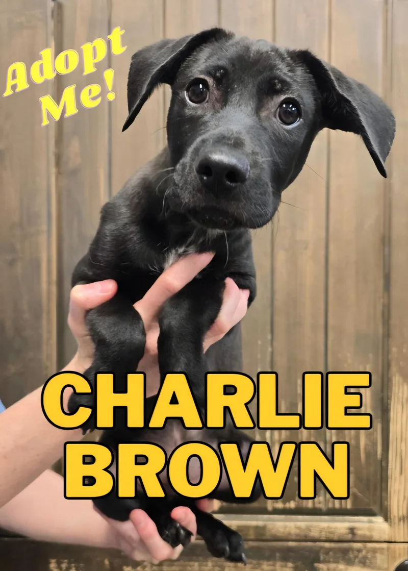 Charlie thumbnail 3