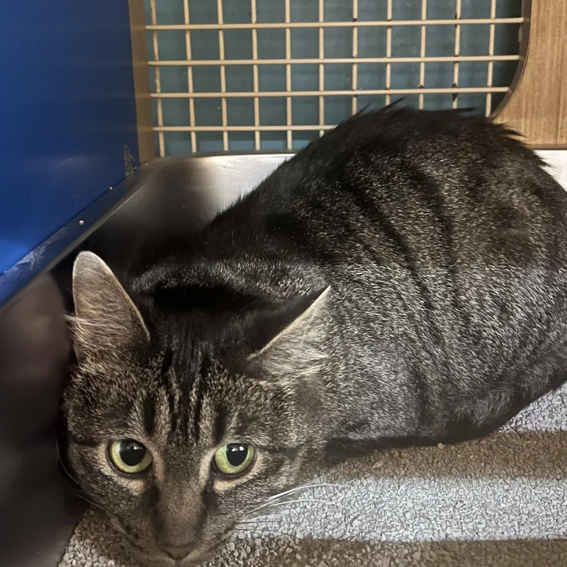 An adult medium-sized female Tabby (Brown / Chocolate) Domestic Short Hair cat named Minnie for adoption in Manhattan, KS