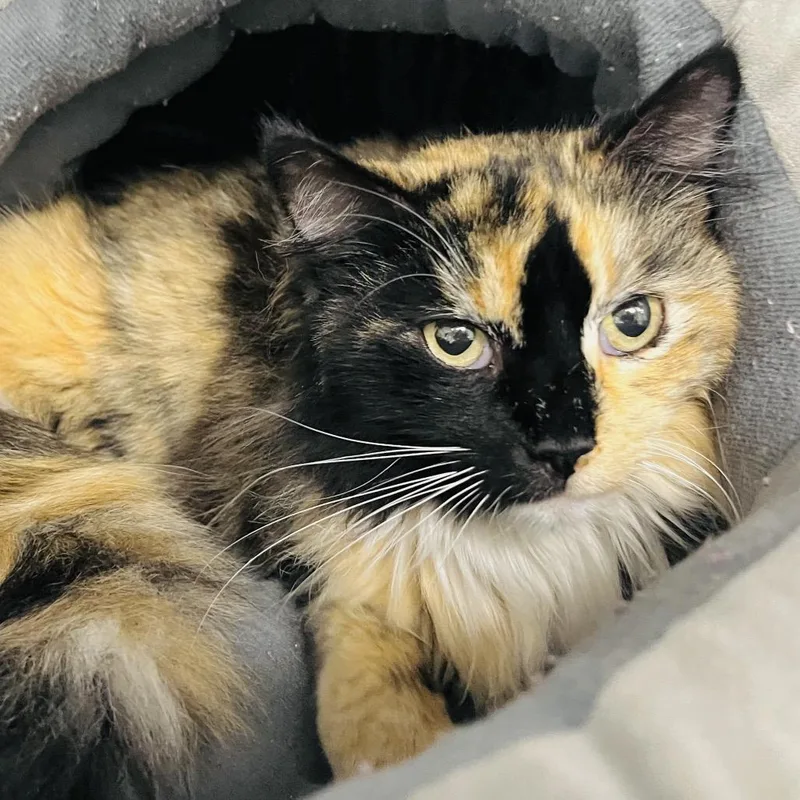 Duchess Von Flooffington