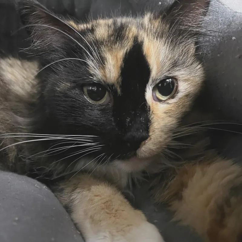 Duchess Von Flooffington thumbnail 2