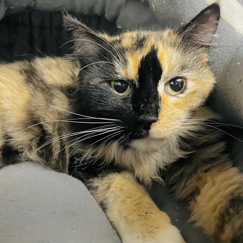 Duchess Von Flooffington thumbnail 3