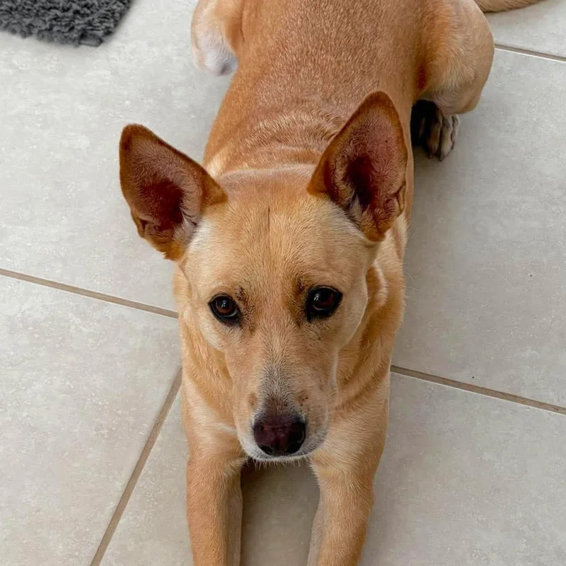 An adult medium-sized female Retriever dog named Caramella for adoption in Corpus Christi, TX
