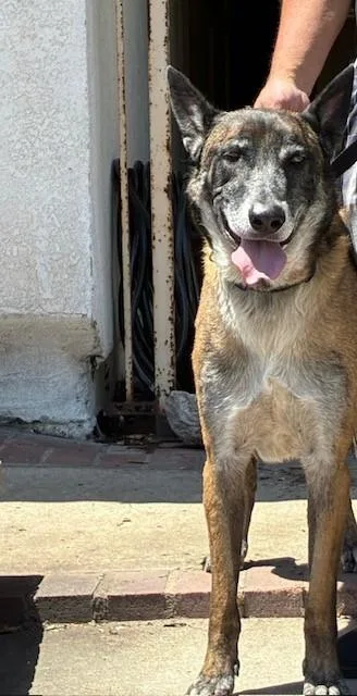 An adult large-sized male Belgian Shepherd / Malinois dog named Floki for adoption in Rancho Cucamonga, CA