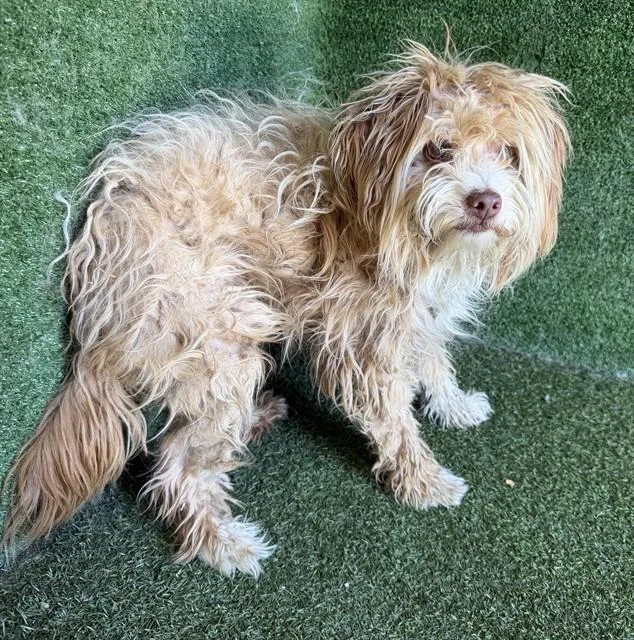 A young medium-sized male Terrier dog named Yankee for adoption in Lancaster, CA