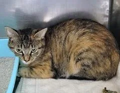 An adult medium-sized female Domestic Short Hair cat named Merida for adoption in Fishers, IN