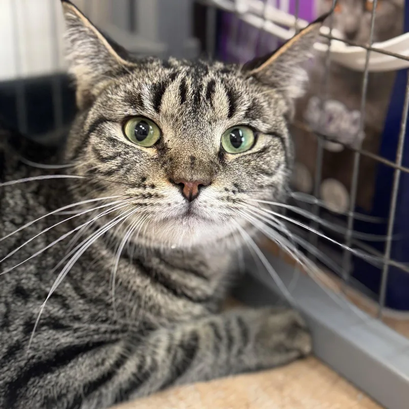A young medium-sized male Domestic Short Hair cat named Squirrel for adoption in Winchendon, MA