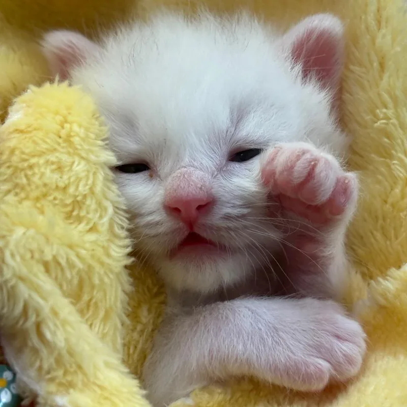 A baby small-sized male White Domestic Short Hair cat named Remy for adoption in Tustin, CA