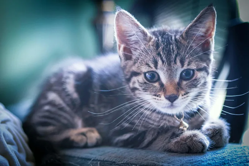 A baby medium-sized female Domestic Short Hair cat named Foxy for adoption in Bensalem, PA