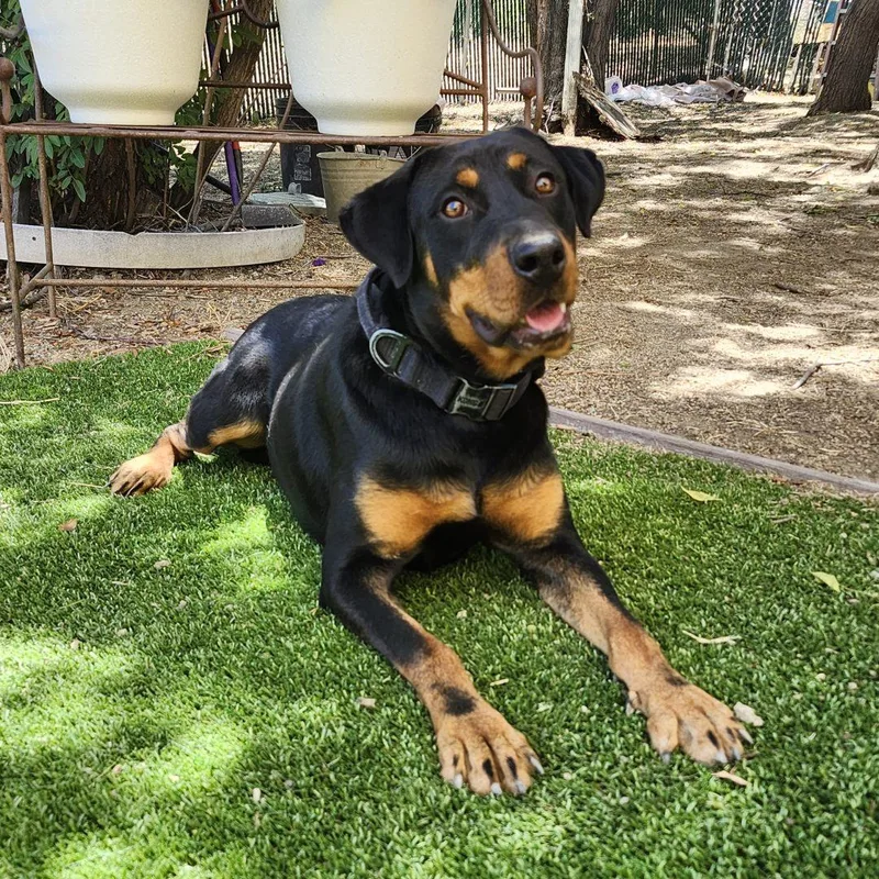 Thor