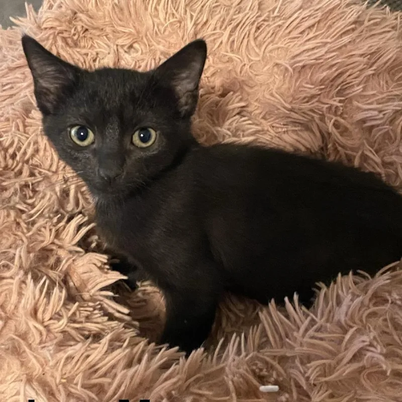 A baby medium-sized male Black Domestic Short Hair cat named Salem DM for adoption in Austin, TX