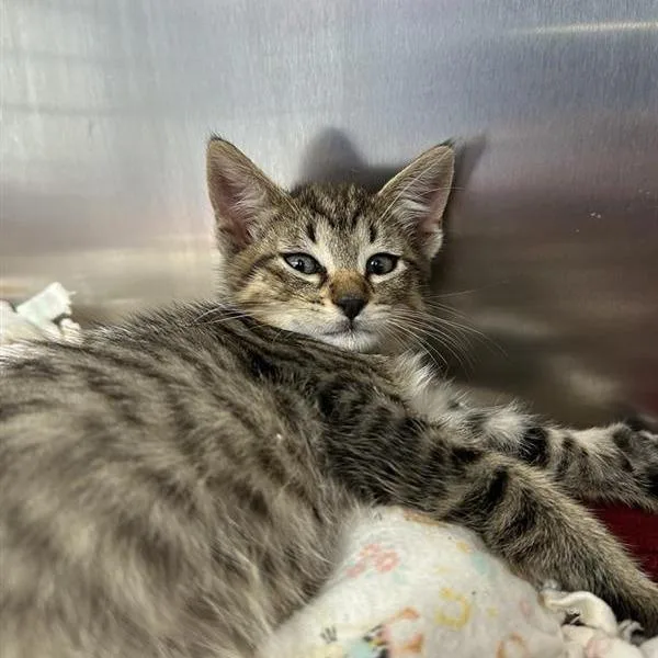 A baby small-sized male Brown / Chocolate Domestic Short Hair cat named Oakland for adoption in Long Beach, CA