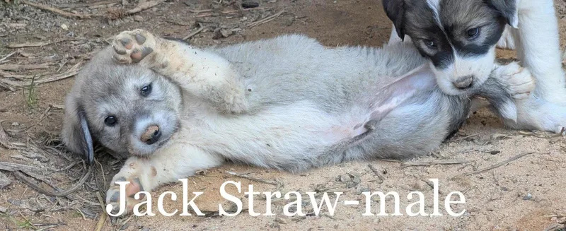 A baby large-sized male Great Pyrenees dog named Jack Straw for adoption in Alpharetta, GA