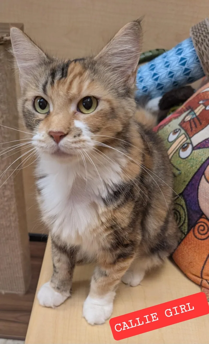 Callie Girl