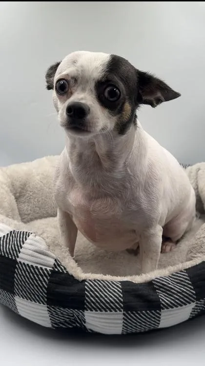 Spud