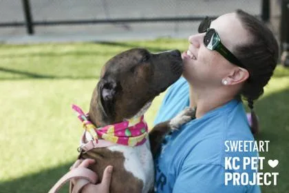 An adult large-sized female Brown / Chocolate Pit Bull Terrier dog named Sweetart for adoption in Kansas City, MO