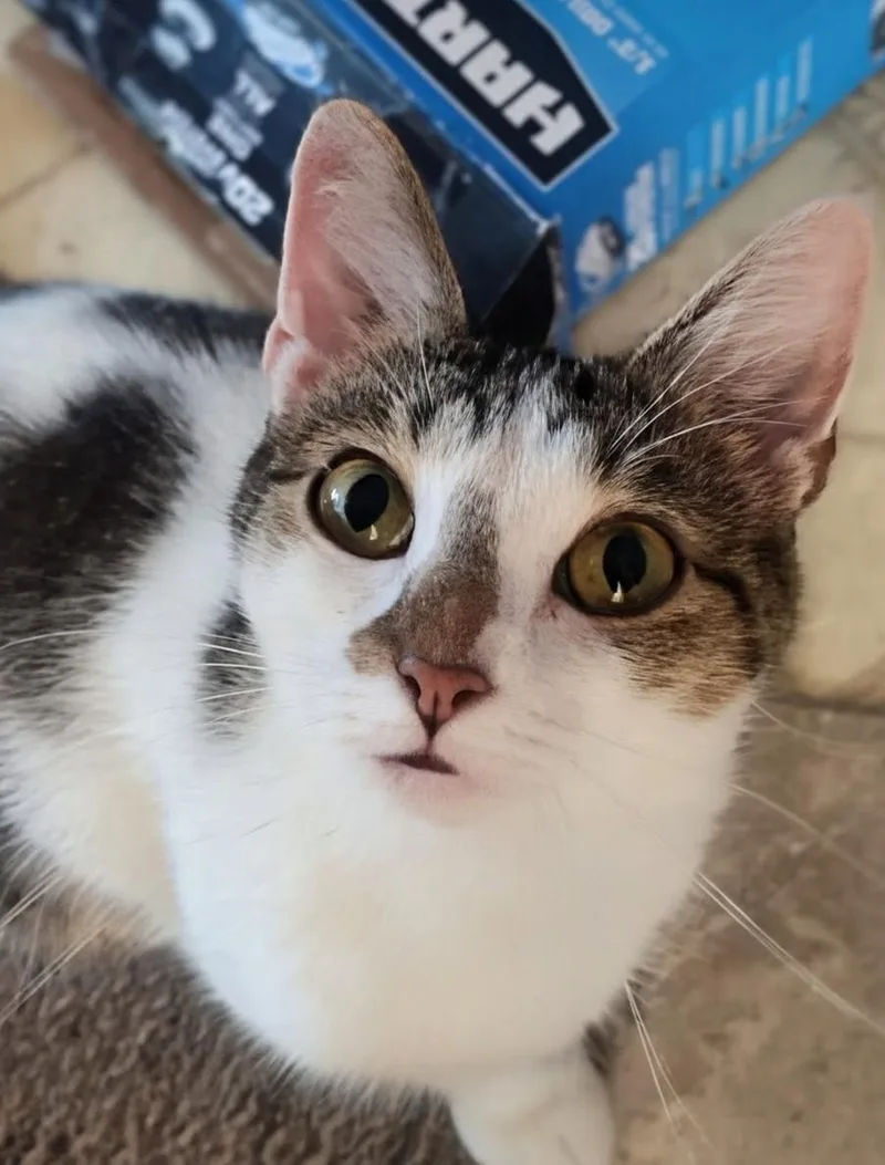An adult medium-sized female White Domestic Short Hair cat named Athena for adoption in Tilton, IL