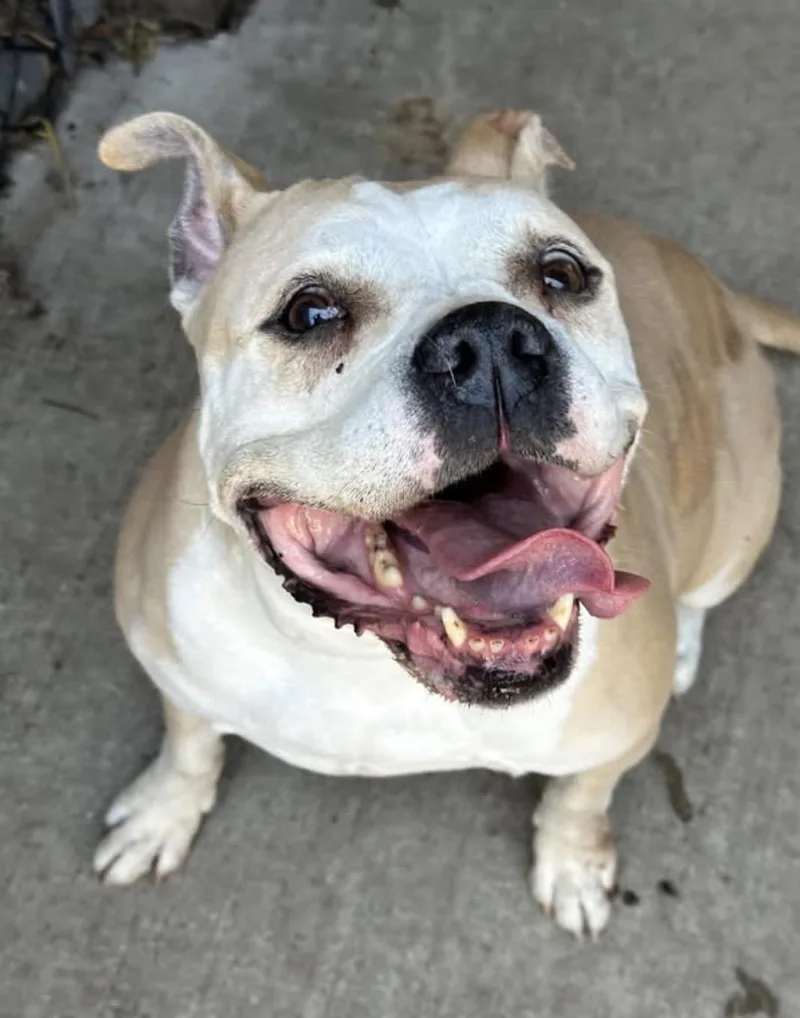 A senior medium-sized female White / Cream Pit Bull Terrier dog named Diamond for adoption in Chicago, IL