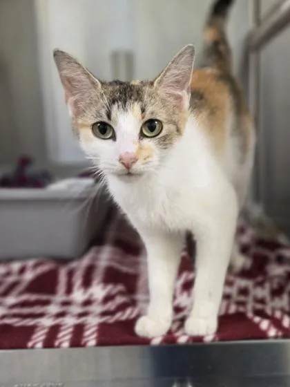 A young medium-sized female Domestic Short Hair cat named Allegro for adoption in Westland, MI