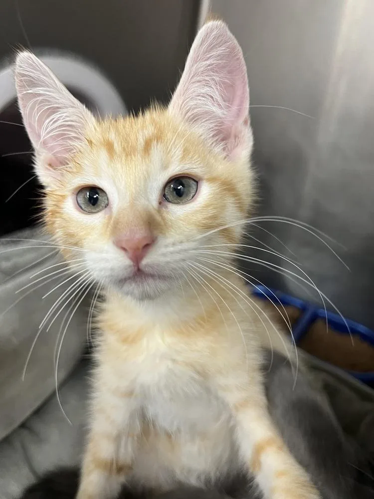 A baby small-sized male Domestic Short Hair cat named Goose for adoption in Stockton, CA