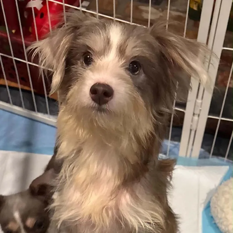 An adult small-sized female Gray / Blue / Silver Terrier dog named Henrietta for adoption in Prospect, KY