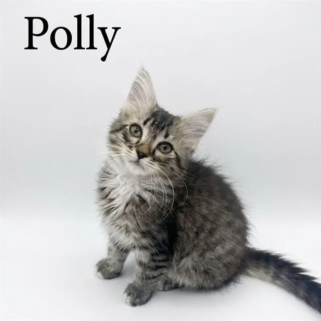 A baby small-sized female Domestic Medium Hair cat named Polly for adoption in Auburn, CA
