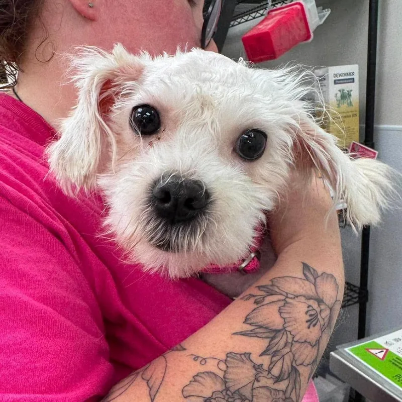 A young small-sized female White / Cream Mixed Breed dog named Murpha for adoption in Fredericksburg, VA