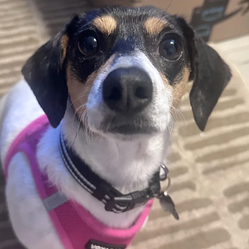 Millie
