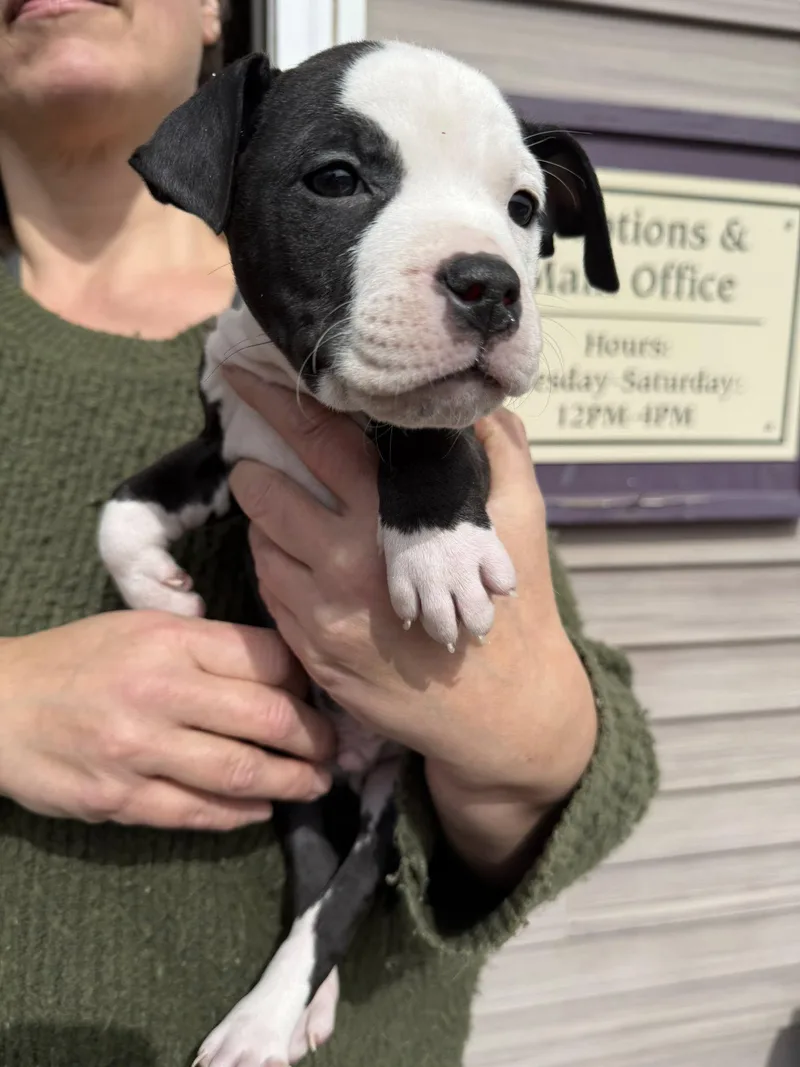 Puppies!! thumbnail 2