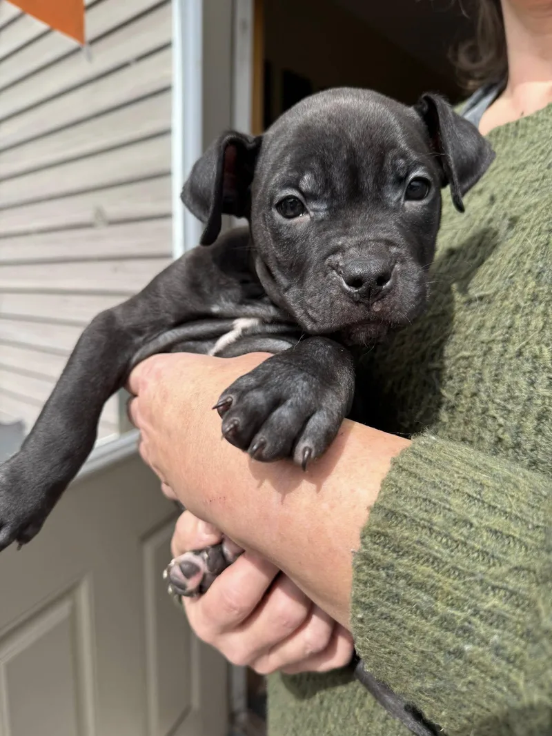 Puppies!! thumbnail 3