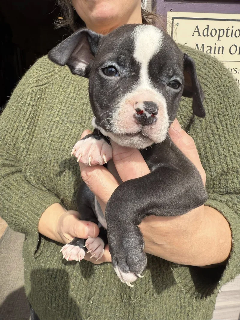 Puppies!! thumbnail 4