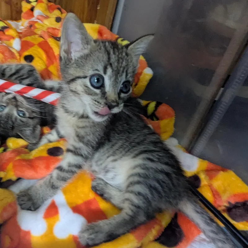 A baby medium-sized female Tabby (Brown / Chocolate) Tabby cat named Bobbi & Ayri for adoption in Sewaren, NJ