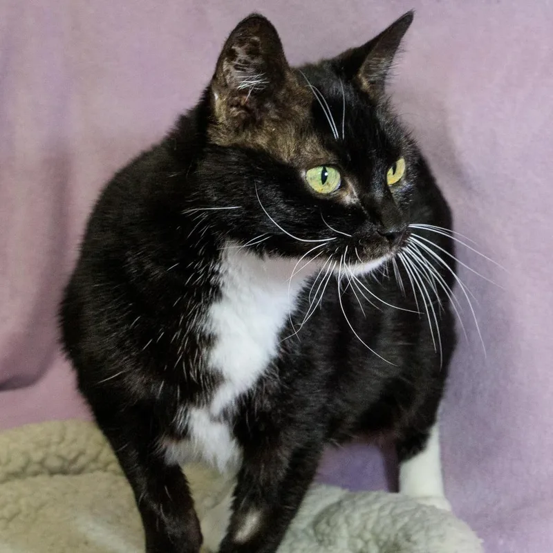 Midnight thumbnail 2