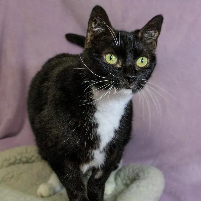 Midnight thumbnail 3