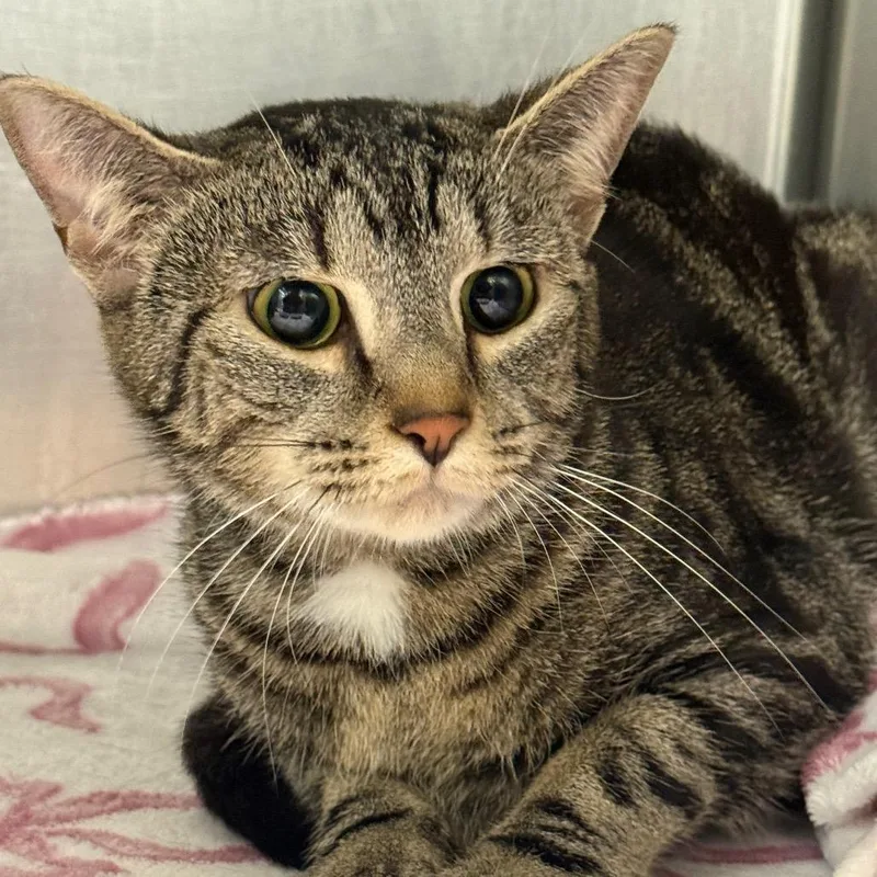 An adult medium-sized female Gray / Blue / Silver Domestic Short Hair cat named Chanel for adoption in Perkiomenville, PA