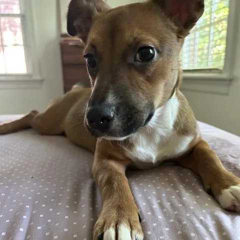 A baby small-sized female Brown / Chocolate Dachshund dog named Helen Of Troy for adoption in Charlottesville, VA