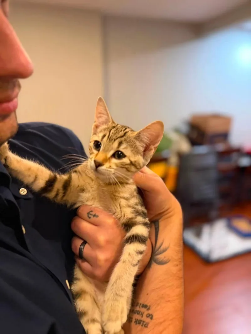 A baby medium-sized female Tabby cat named Miracle for adoption in Newark, NJ