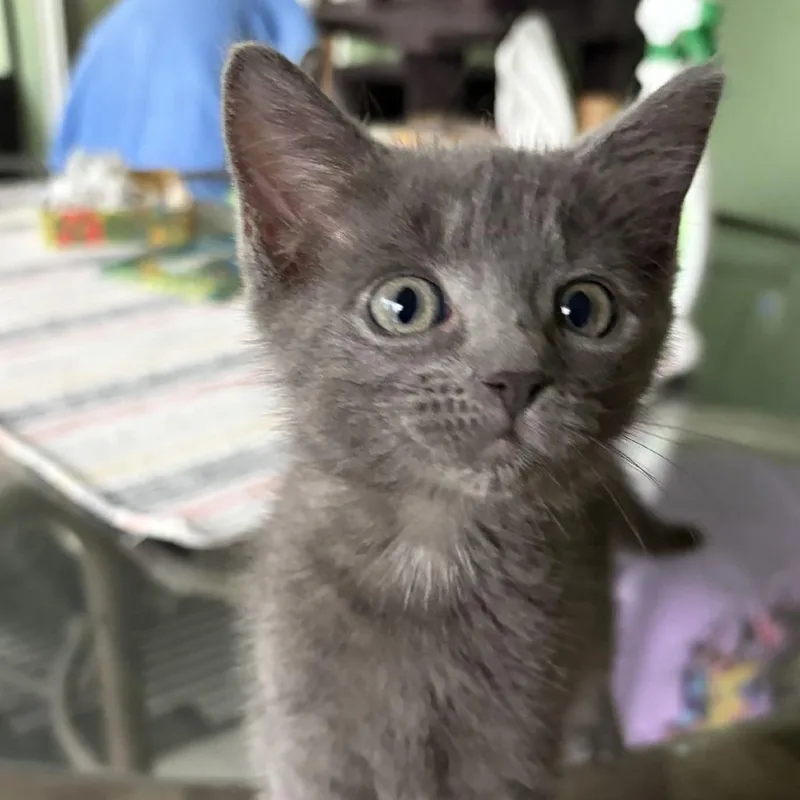 A baby small-sized female Gray / Blue / Silver Domestic Short Hair cat named Mist for adoption in Ocala, FL